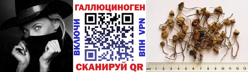 Купить где  Бикин  Галлюциногенные грибы Psilocybe 